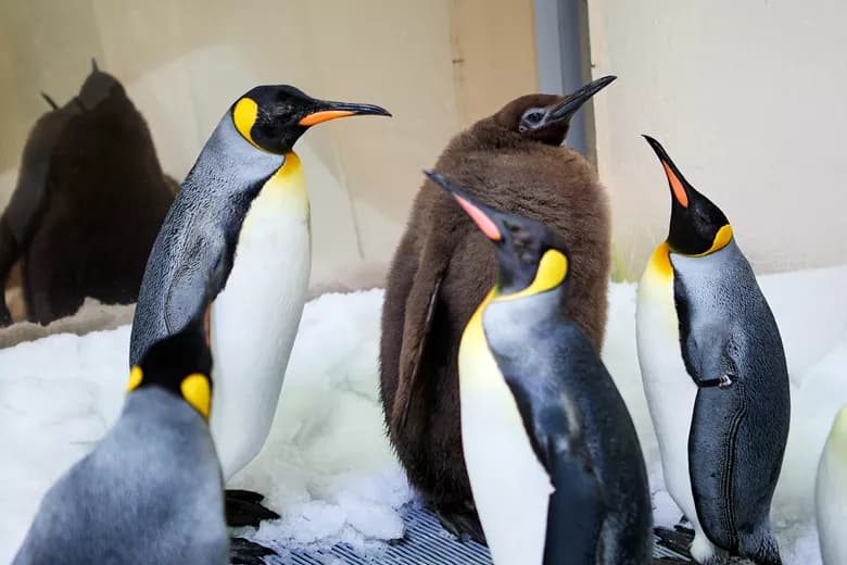 Video shows 22.5kg fluffy penguin called Pesto waddling around his icy ...