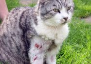 Cat lucky to be alive after two dogs attack at Hucknall home